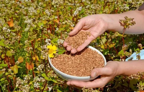 Насіння гречки GRANBY