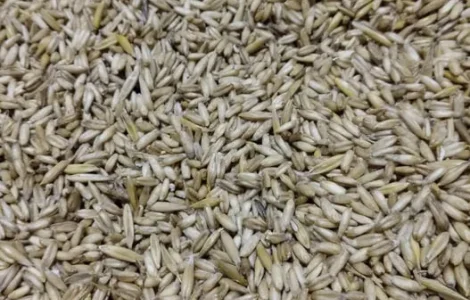 Овес голозерний насіневий "Авгол".