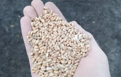 Пшениця,овес голозерний