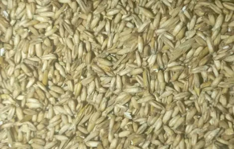 Продам овес голозерний