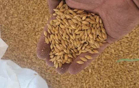 Ячмінь ярий посівний 1ша