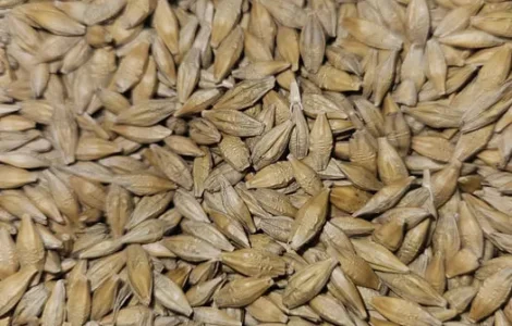 Продам Насіння Ярого Ячменю, Овесу, Соняшника