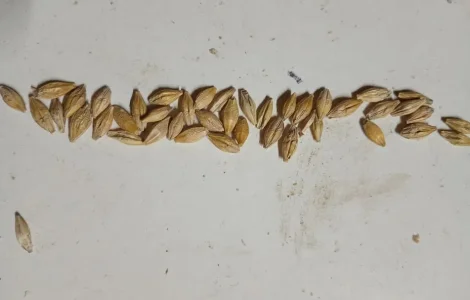 Ярий ячмінь посівний