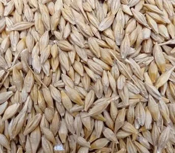 Продам Ячмінь ярий врожай 2022