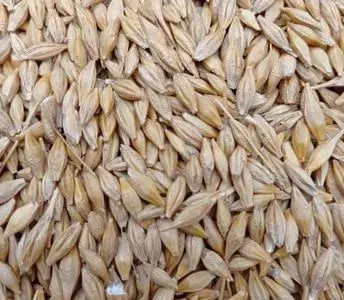 Продам Ячмень яровой урожай 2022