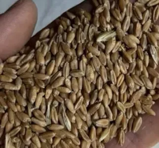 Продам ярий ячмінь