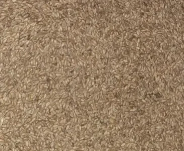 Ярий ячмінь Себастьян посівний, 1 репр