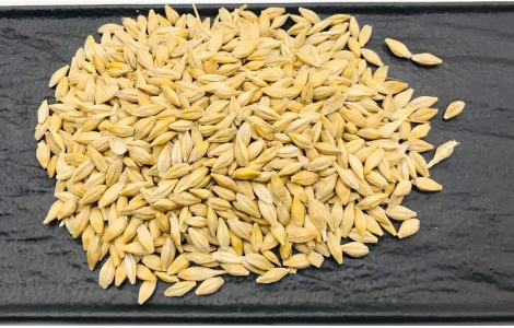 Ячмінь ярий 2025