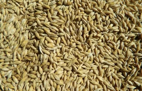 Ячмінь ярий, врожай 2025 р.