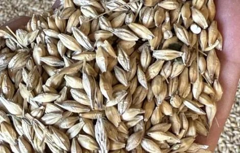 Ячмінь ярий.