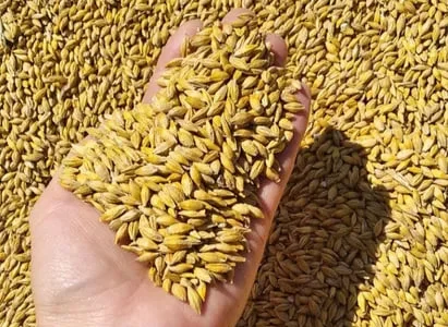 Продам ячмінь ярий
