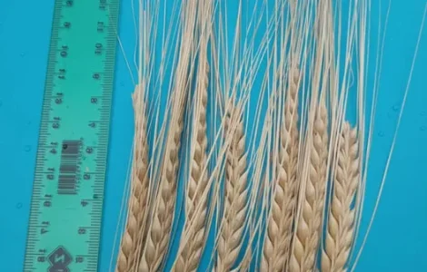 Продам ячмінь посівний KWS Jessie.