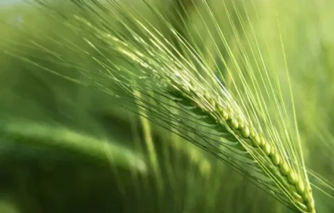 Продам посівний ячмінь Шедевр