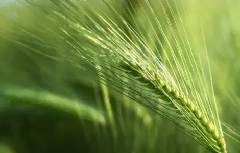 Продам посівний ячмінь Шедевр