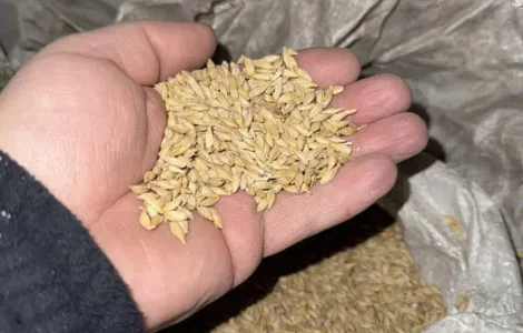 Ячмінь посівний Геліос