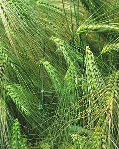 НАСІННЯ ЯЧМЕНЮ ОЗИМОГО