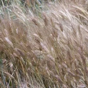 НАСІННЯ ЯЧМЕНЮ ОЗИМОГО — СОРТ ДЕВ'ЯТИЙ ВАЛ