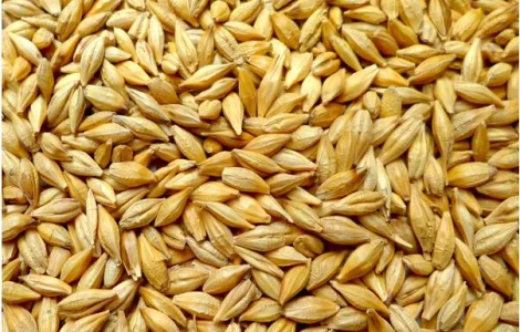 НАСІННЯ ЯЧМЕНЮ СОРТ СВІТОЧ НОСІВСЬКИЙ