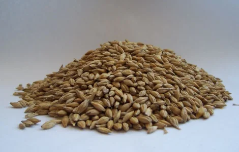 Ячмень Карміна 2026 года в продаже