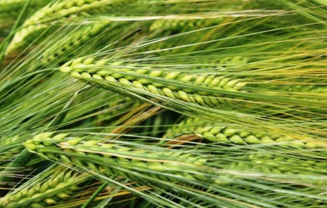 Насіння озимого ячменю 9-й Вал в Україні 2026 р