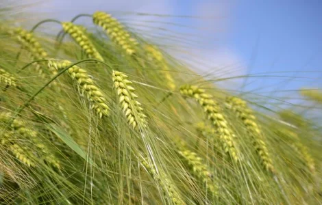 Ячмінь Фінола в Україні 2026 рік