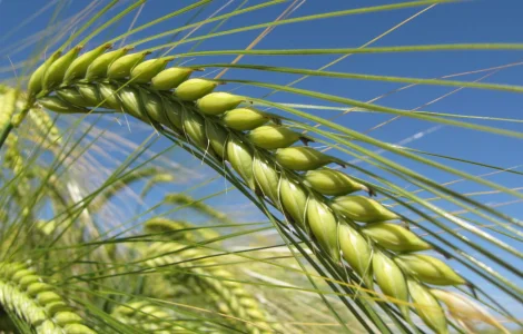 ЯЧМІНЬ КВС ФАРО – ПРИДБАТИ ОЗИМИЙ ЯЧМІНЬ,