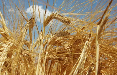 ЯЧМІНЬ ПАРАДІС – ПРИДБАТИ ОЗИМИЙ ЯЧМІНЬ