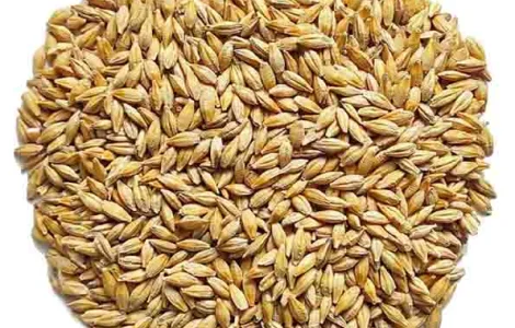 ЯЧМІНЬ КАЗАНОВА – ПРИДБАТИ ОЗИМИЙ ЯЧМІНЬ