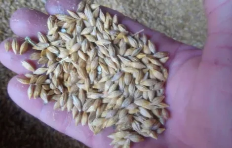 Ячмінь Спітфаєр ярий солодовий пивоварний