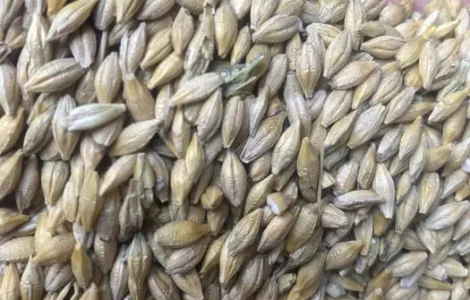 Продам насіння ячмінь Себастіан пивоварний