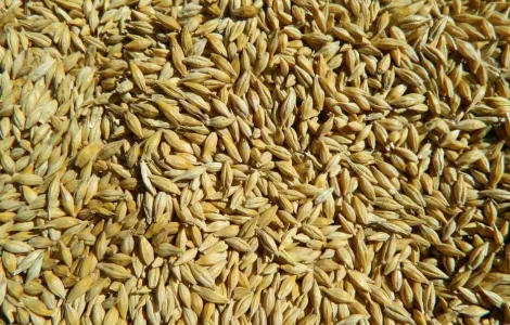 Продам товарний та посівний ячмінь,пивоварні сорт