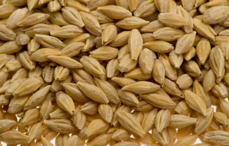 Ячмінь насіневий пивоварний «Себастьян»