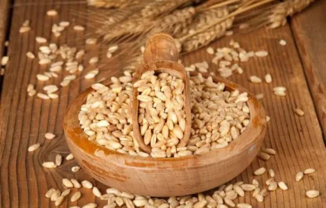 Ячмінь пивоварний