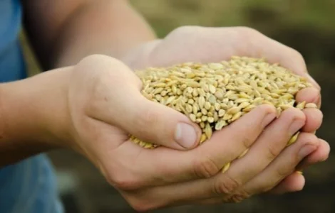 Пивоварний ячмінь