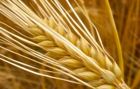 Купуємо дорого ячмінь ярий або пивоварний