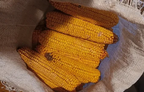 Продам кукурудзу в качанах