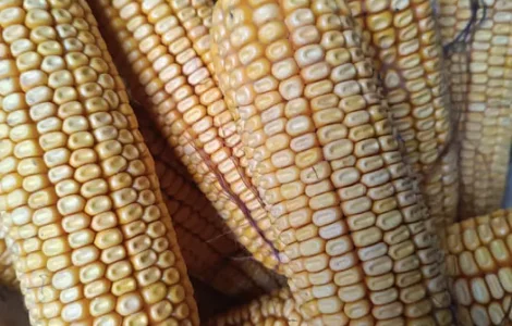 Домашня кукурудза на продажу