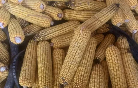 Продам кукурудзу в качанах