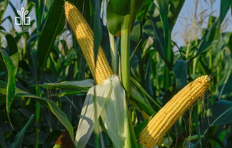 Продам кукурудзу в качанах