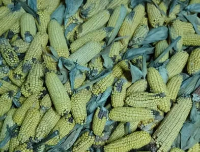 Продам кукурудзу в качанах або зерно 5.8/7.8