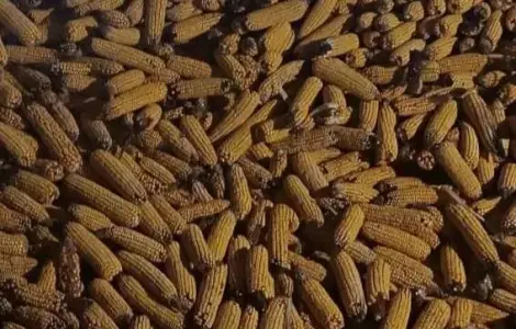 Продам кукурудзу у качані