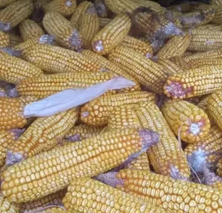 Кукурудза в качанах