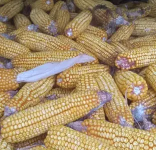Кукуруза в початках