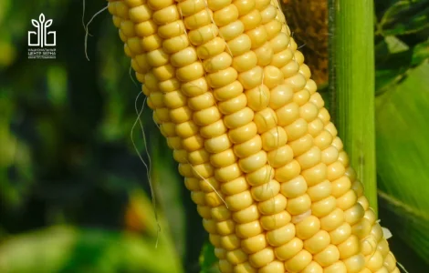 Кукурудза ціла або в качанах 4000 грн.