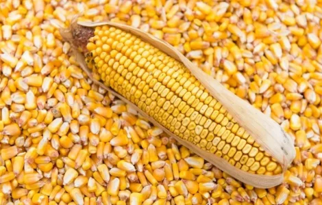 Продам кукурудзу