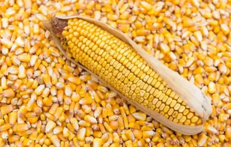 Продам кукурудзу