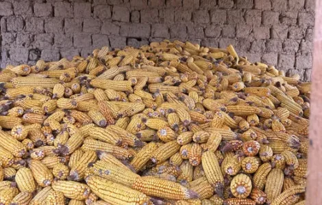 Продаю свіжозібрані качани кукурудзи 2025