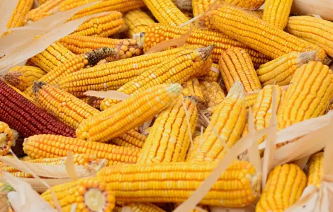 Покупаем самовывозом мертвые отходы кукурузы