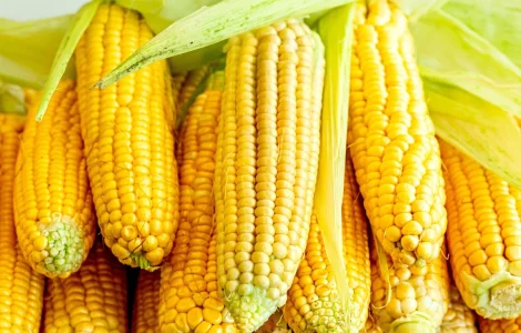 Куплю кукурудзу або відходи від кукурудзи.