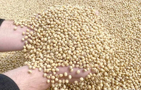 Закупка сої (половинки), відходів кукурудзи.